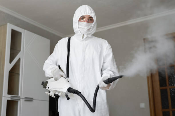 Best Black Mold Removal in Mason City, IA